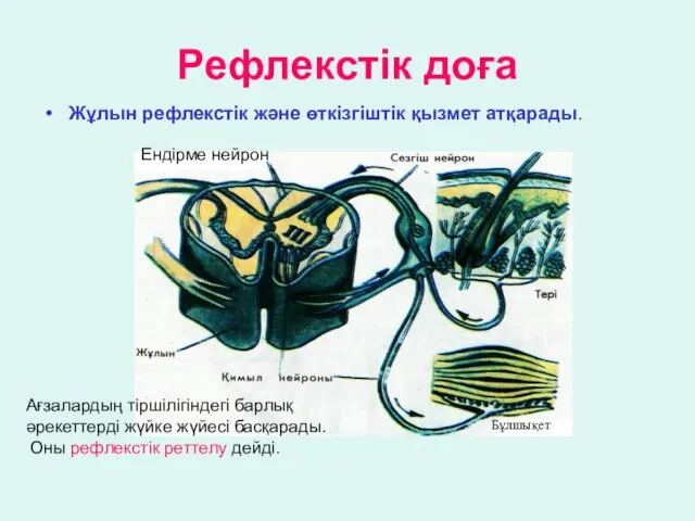 Рефлекстік доға Ендірме нейрон Жұлын рефлекстік және өткізгіштік қызмет атқарады. Ағзалардың