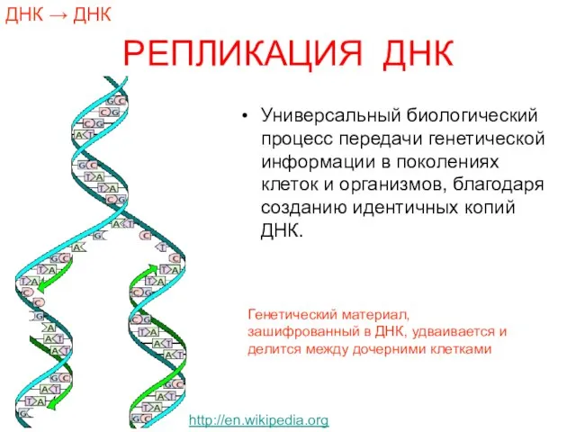 РЕПЛИКАЦИЯ ДНК Универсальный биологический процесс передачи генетической информации в поколениях клеток