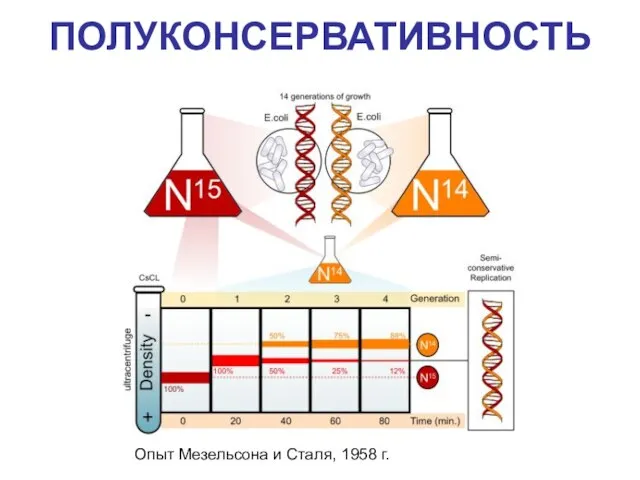 ПОЛУКОНСЕРВАТИВНОСТЬ Опыт Мезельсона и Сталя, 1958 г.