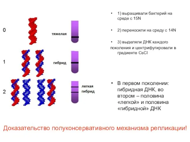 1) выращивали бактерий на среде с 15N 2) переносили на среду