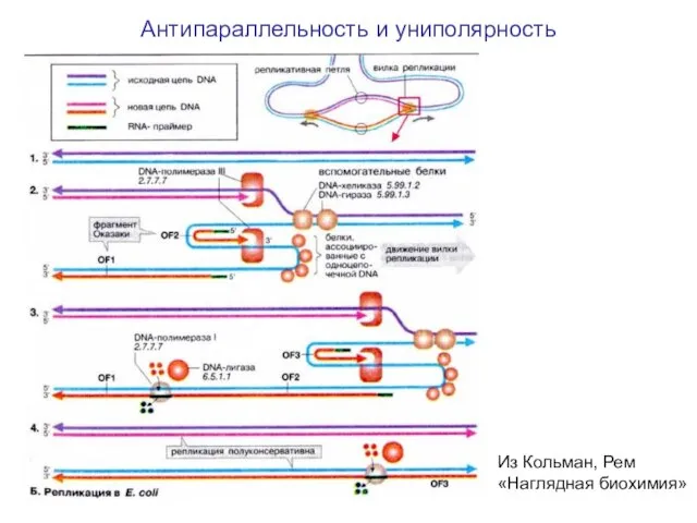 Антипараллельность и униполярность Из Кольман, Рем «Наглядная биохимия»