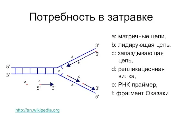 Потребность в затравке a: матричные цепи, b: лидирующая цепь, c: запаздывающая