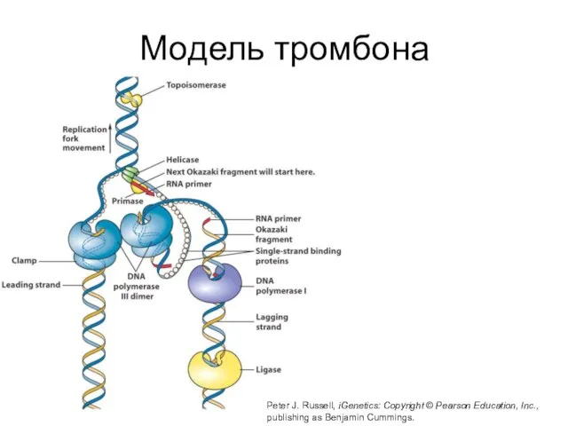 Модель тромбона Peter J. Russell, iGenetics: Copyright © Pearson Education, Inc., publishing as Benjamin Cummings.