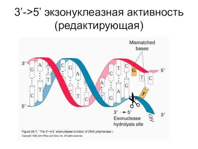 3’->5’ экзонуклеазная активность (редактирующая)