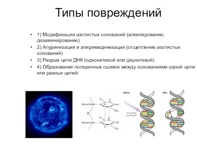 Типы повреждений 1) Модификация азотистых оснований (алкилирование, дезаминирование) 2) Апуринизация и