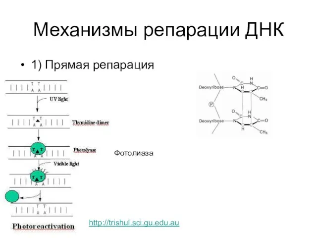 Механизмы репарации ДНК 1) Прямая репарация Фотолиаза http://trishul.sci.gu.edu.au