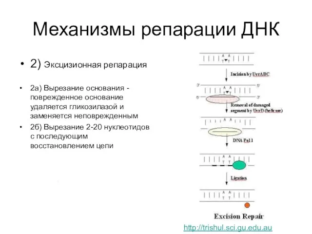 Механизмы репарации ДНК 2) Эксцизионная репарация 2а) Вырезание основания - поврежденное