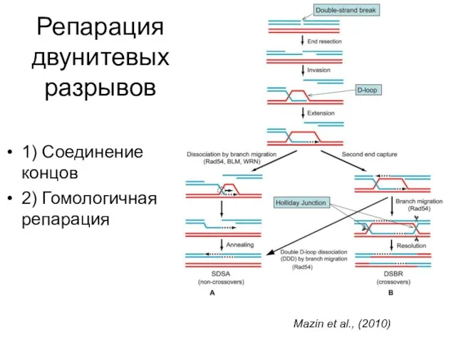 Репарация двунитевых разрывов 1) Соединение концов 2) Гомологичная репарация Mazin et al., (2010)