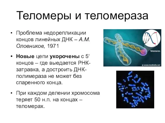 Теломеры и теломераза Проблема недорепликации концов линейных ДНК – А.М. Оловников,