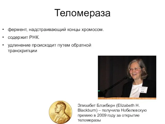 Теломераза фермент, надстраивающий концы хромосом. содержит РНК. удлинение происходит путем обратной