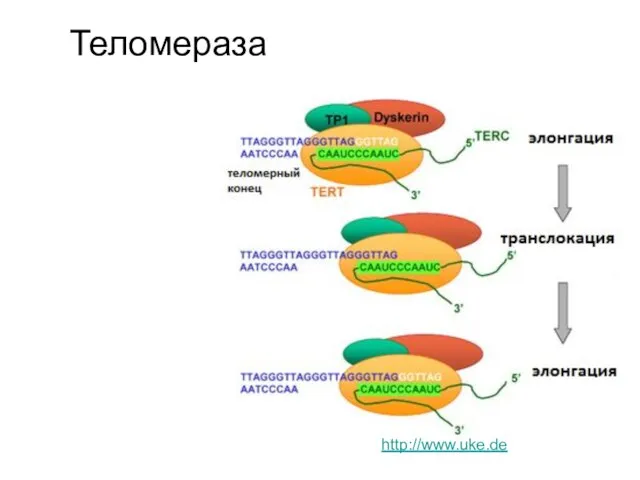 http://www.uke.de Теломераза