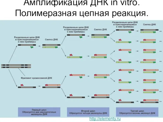 Амплификация ДНК in vitro. Полимеразная цепная реакция. http://elementy.ru