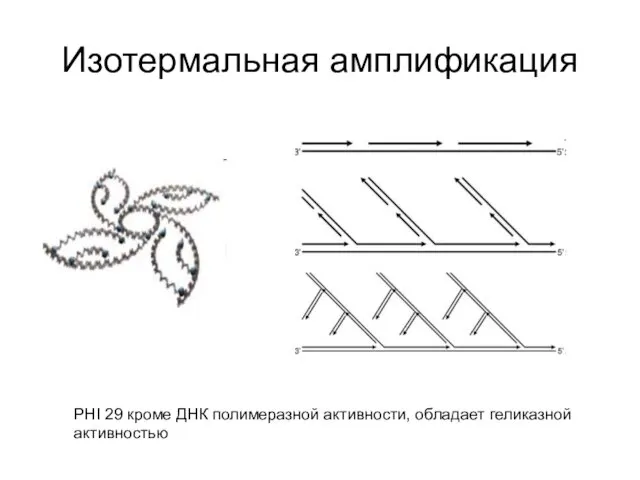 Изотермальная амплификация PHI 29 кроме ДНК полимеразной активности, обладает геликазной активностью