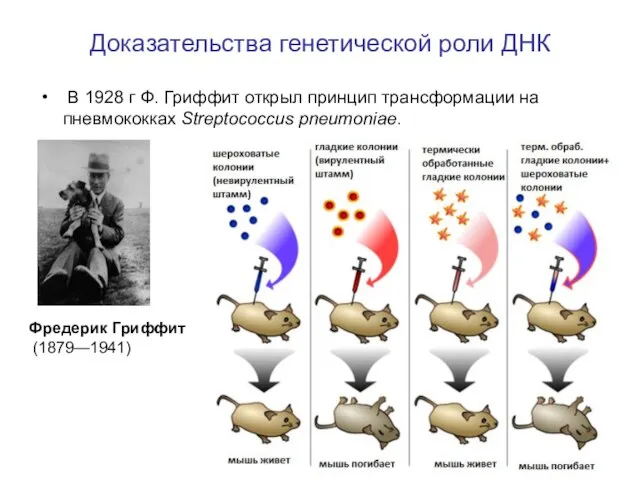 Доказательства генетической роли ДНК В 1928 г Ф. Гриффит открыл принцип