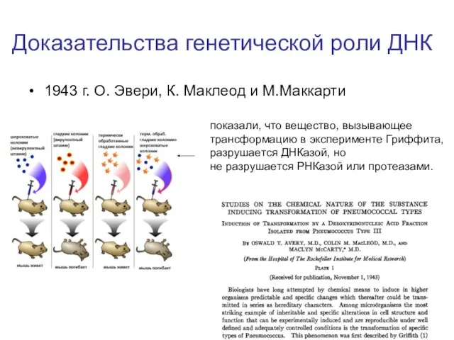 Доказательства генетической роли ДНК 1943 г. O. Эвери, К. Маклеод и