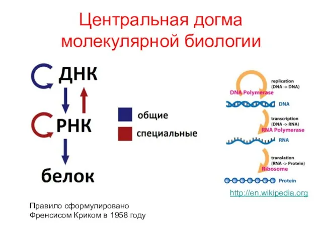 Центральная догма молекулярной биологии Правило сформулировано Френсисом Криком в 1958 году http://en.wikipedia.org