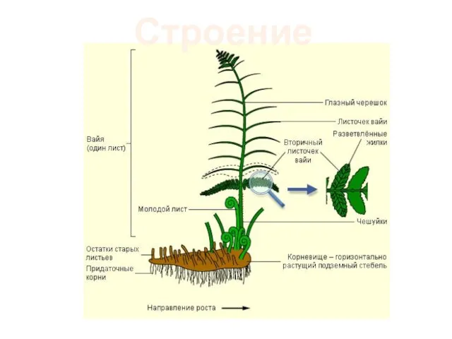 Строение