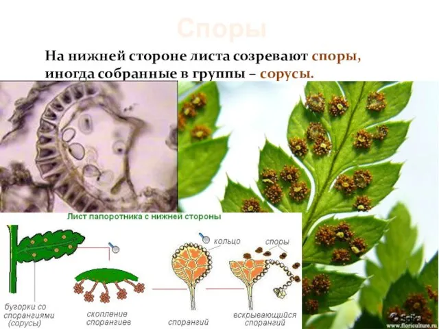 Споры На нижней стороне листа созревают споры, иногда собранные в группы – сорусы.