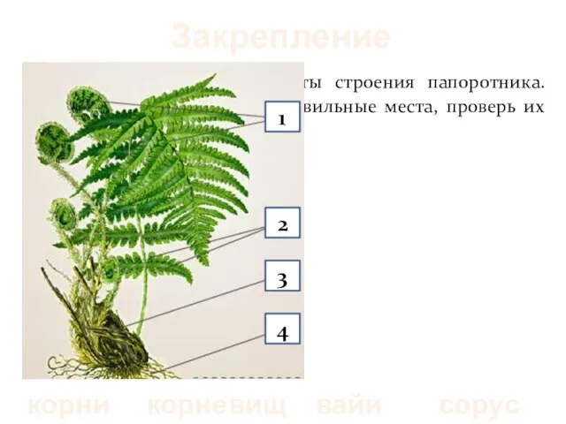 Закрепление Определите основные элементы строения папоротника. Поместите их названия на правильные