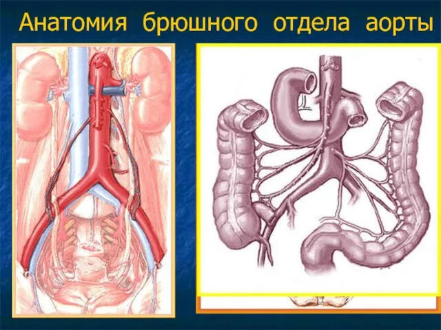 Анатомия брюшного отдела аорты