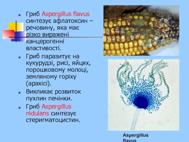 Гриб Aspergillus flavus синтезує афлатоксин – речовину, яка має різко виражені