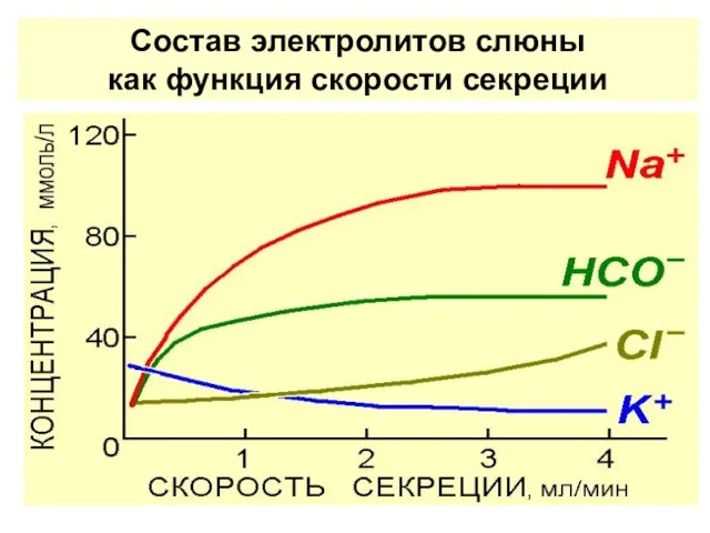 Состав электролитов слюны как функция скорости секреции