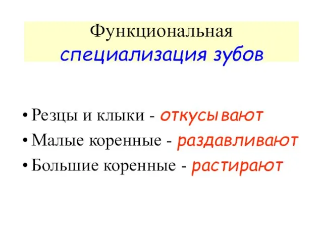 Функциональная специализация зубов Резцы и клыки - откусывают Малые коренные - раздавливают Большие коренные - растирают