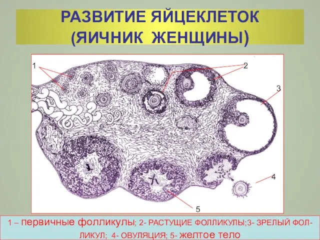 РАЗВИТИЕ ЯЙЦЕКЛЕТОК (ЯИЧНИК ЖЕНЩИНЫ) 1 2 3 4 5 1 –