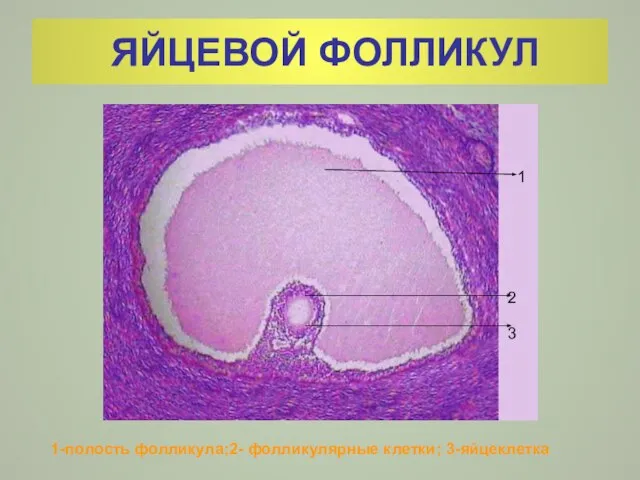 ЯЙЦЕВОЙ ФОЛЛИКУЛ 1 2 3 1-полость фолликула;2- фолликулярные клетки; 3-яйцеклетка 1 2 3