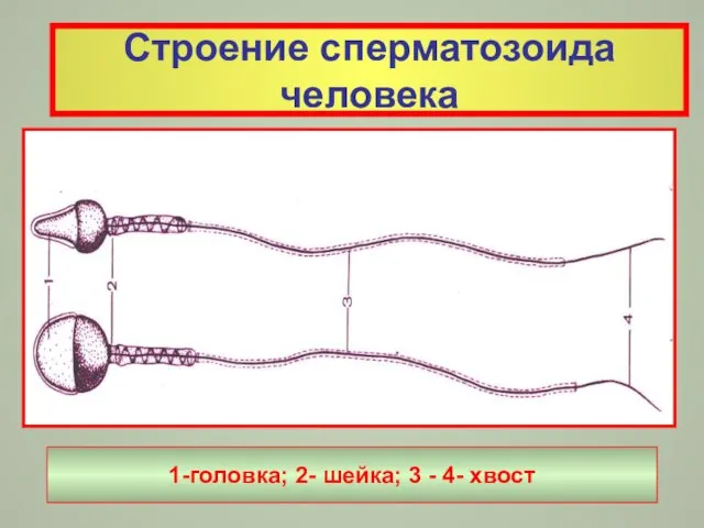 Строение сперматозоида человека 1-головка; 2- шейка; 3 - 4- хвост