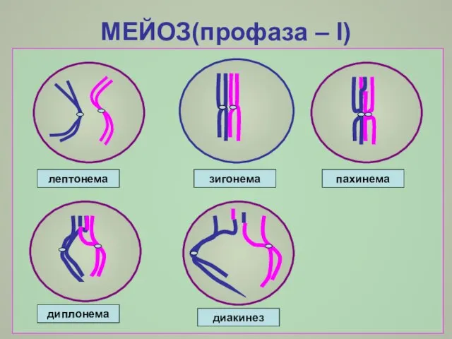 МЕЙОЗ(профаза – I) лептонема зигонема пахинема диплонема диакинез