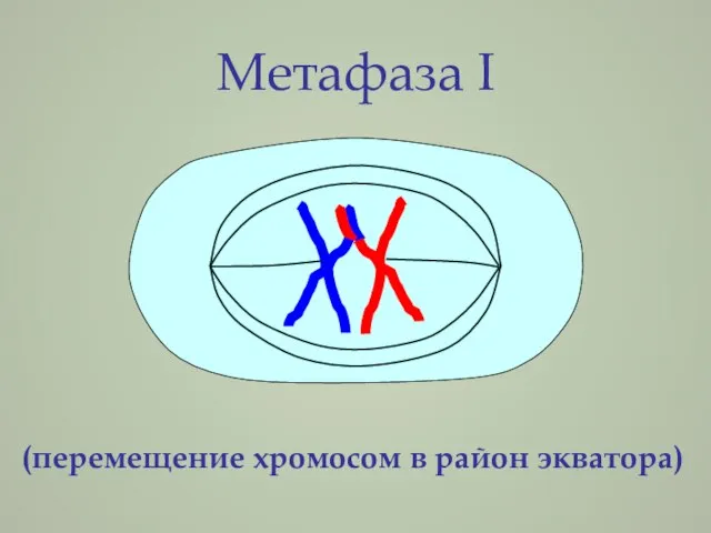 Метафаза I (перемещение хромосом в район экватора)