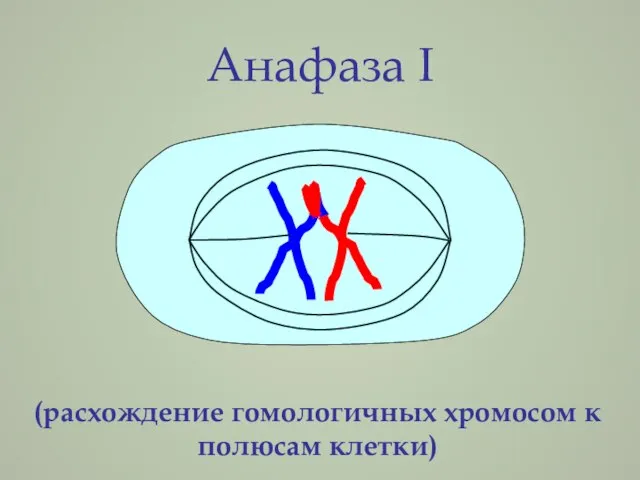 Анафаза I (расхождение гомологичных хромосом к полюсам клетки)