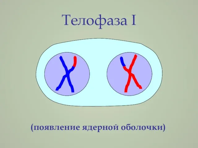 Телофаза I (появление ядерной оболочки)