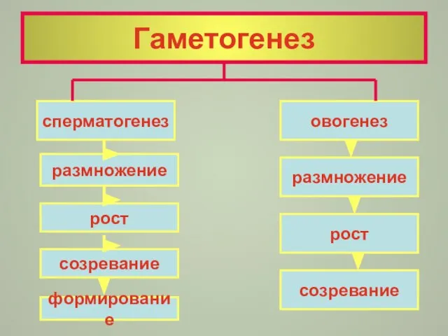 Гаметогенез сперматогенез овогенез размножение созревание рост размножение формирование созревание рост