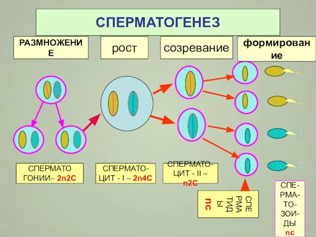 СПЕРМАТОГЕНЕЗ РАЗМНОЖЕНИЕ рост СПЕРМАТО ГОНИИ– 2n2C СПЕРМАТО- ЦИТ - I –