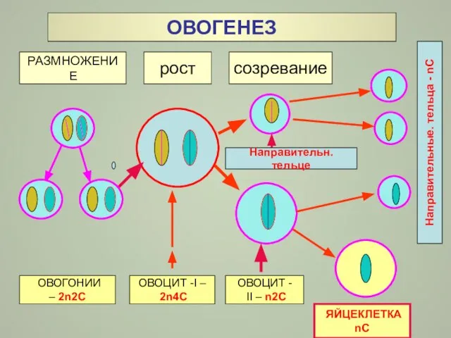 ОВОГЕНЕЗ РАЗМНОЖЕНИЕ рост ОВОГОНИИ – 2n2C ОВОЦИТ -I – 2n4C созревание