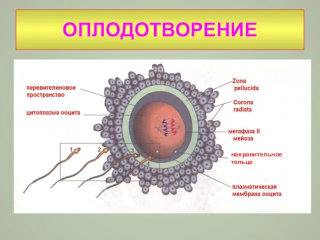 ОПЛОДОТВОРЕНИЕ направительное тельце