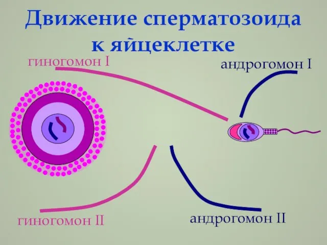 Движение сперматозоида к яйцеклетке андрогомон I гиногомон I гиногомон II андрогомон II