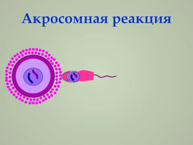 Акросомная реакция