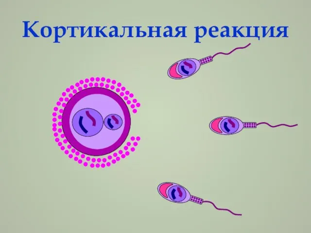 Кортикальная реакция