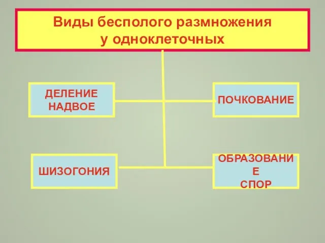 Виды бесполого размножения у одноклеточных ШИЗОГОНИЯ ДЕЛЕНИЕ НАДВОЕ ОБРАЗОВАНИЕ СПОР ПОЧКОВАНИЕ