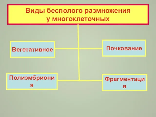 Виды бесполого размножения у многоклеточных Вегетативное Фрагментация Почкование Полиэмбриония