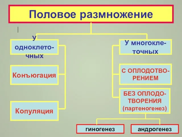 Половое размножение У одноклето- чных Конъюгация У многокле- точных Копуляция С