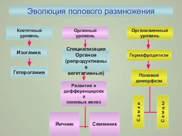 Эволюция полового размножения Клеточный уровень Организменный уровень Органный уровень Изогамия Гетерогамия