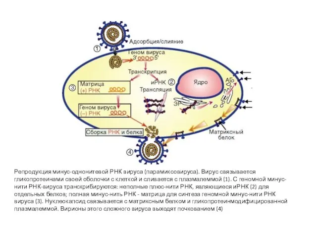 Репродукция минус-однонитевой РНК вируса (парамиксовируса). Вирус связывается гликопротеинами своей оболочки с