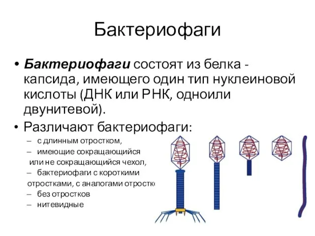 Бактериофаги Бактериофаги состоят из белка - капсида, имеющего один тип нуклеиновой