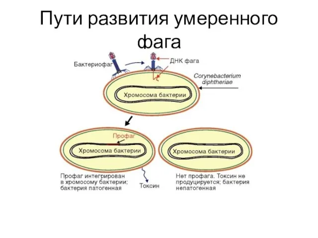 Пути развития умеренного фага