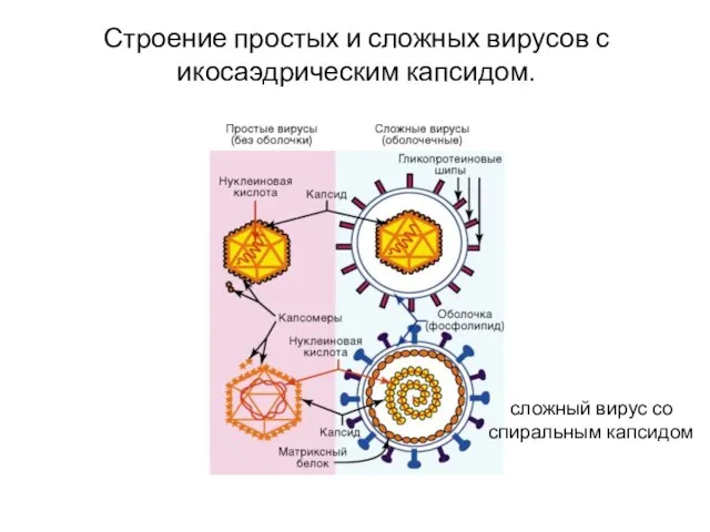 Строение простых и сложных вирусов с икосаэдрическим капсидом. сложный вирус со спиральным капсидом