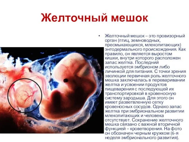 Желточный мешок Желточный мешок – это провизорный орган (птиц, земноводных, пресмыкающихся,